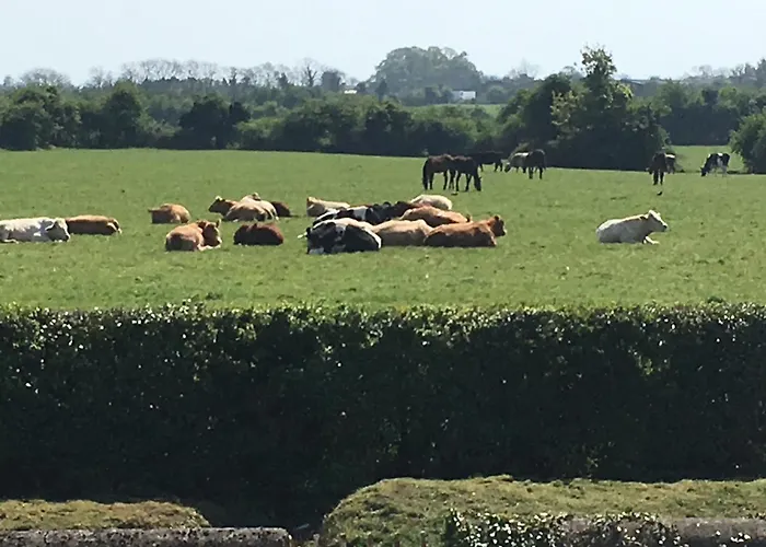 Stables - Duffys Of Ballybin 애쉬본